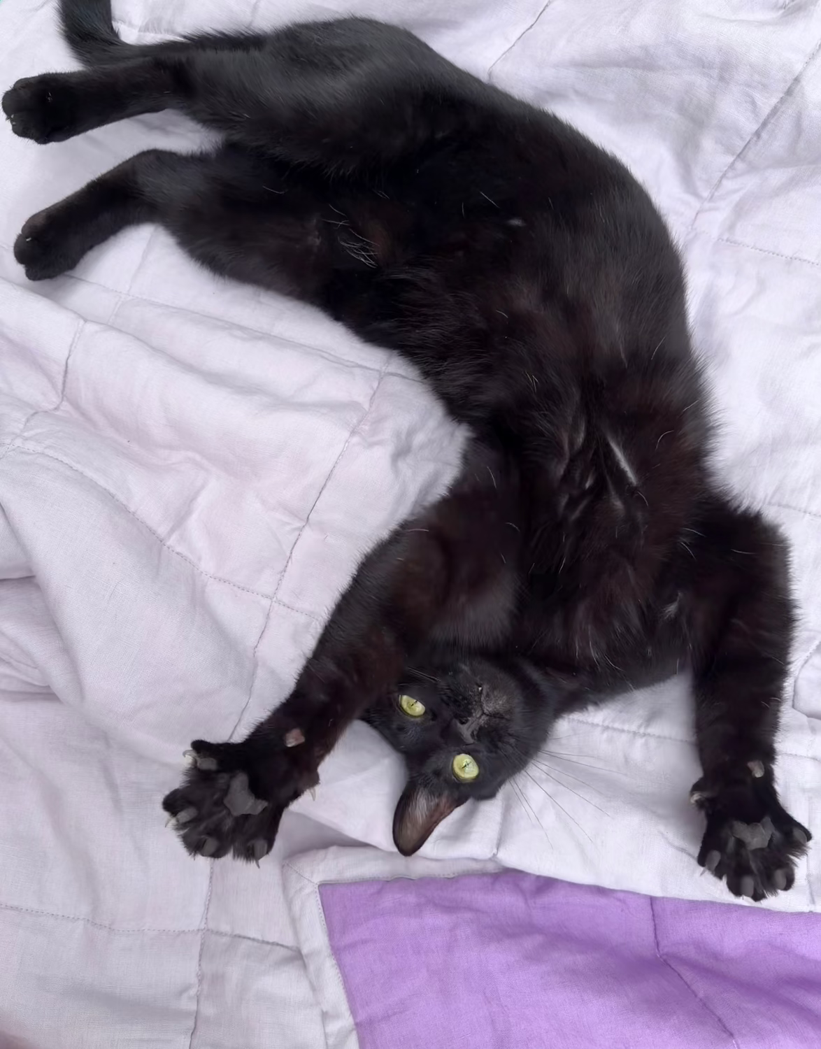 Black cat lying on a lilac blanket with a purple corner